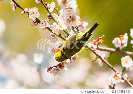 白眼和白眼 28359350