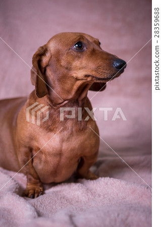 Dachshund 28359688