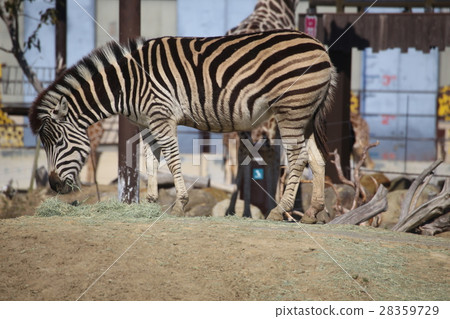 Chapman zebra 28359729