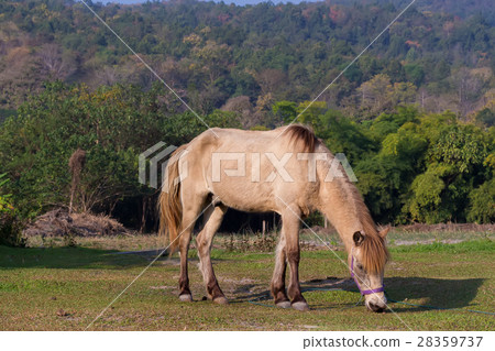 Horses in the field Horses in the field 28359737
