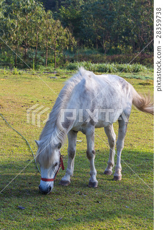 White horses in the field 28359738