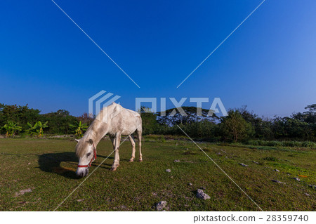 White horses in the field White horses in the field 28359740