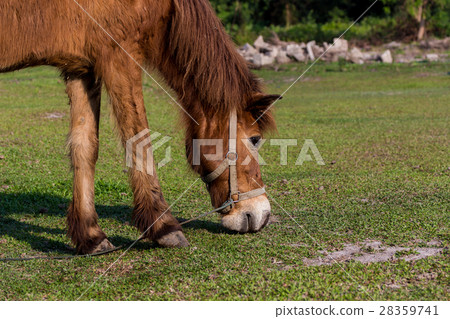 Horses in the field Horses in the field 28359741