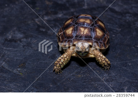 Sulcata baby turtle Sulcata baby turtle 28359744