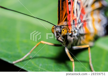 The Leopard Lacewingss Butterfly 28359751
