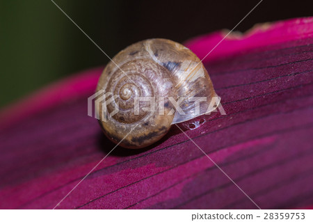Snail on the purple leaf Snail on the purple leaf 28359753