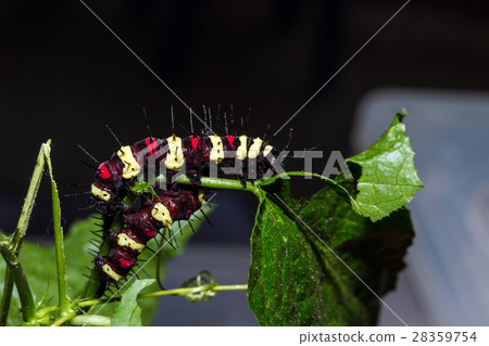 Cethosia cyane's caterpillar, Butterfly worm 28359754