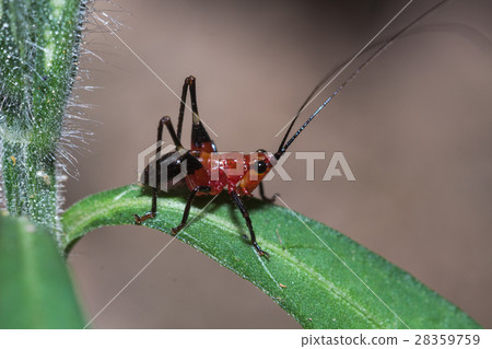 The tiny red grasshopper The tiny red grasshopper 28359759