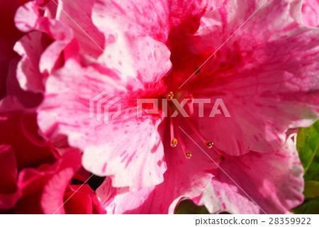 Azalea's flower core 28359922
