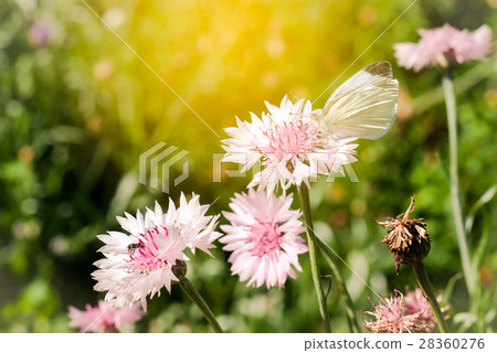 white butterfly is Blooming pink Garden Cornflower white butterfly is Blooming pink Garden Cornflower 28360276