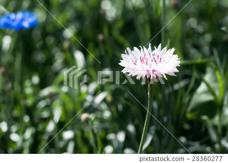Blooming pink Garden Cornflower, Centaurea cyanus 28360277