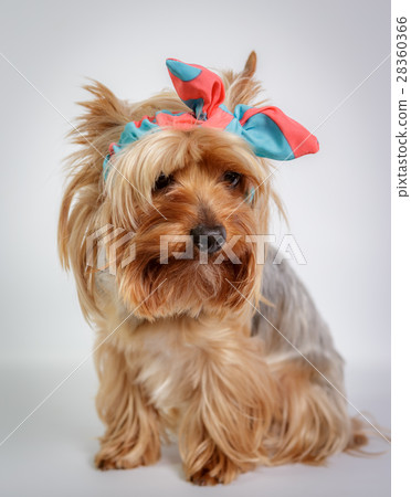 Yorkshire terrier 28360366
