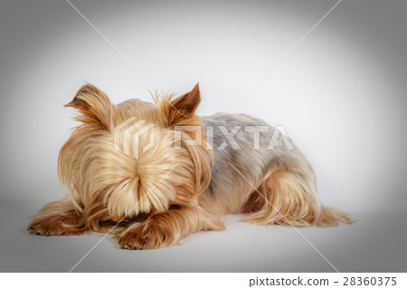 Yorkshire terrier 28360375