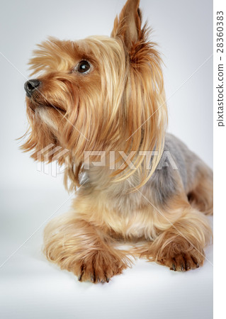 Yorkshire terrier 28360383