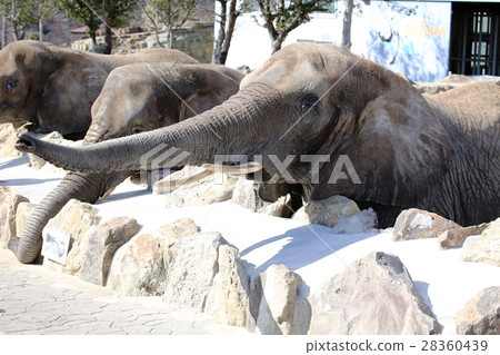 African elephant African elephant 28360439
