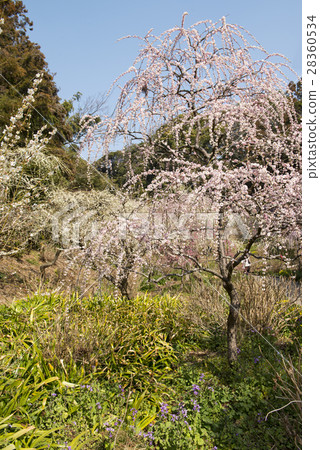 Plum blossom  28360534