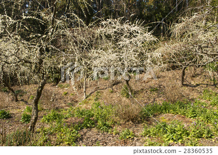 Plum blossom Plum blossom 28360535