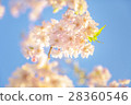 Cherry blossoms 28360546