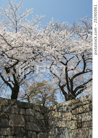 名古屋城堡和櫻花 名古屋城堡和櫻花 28360861