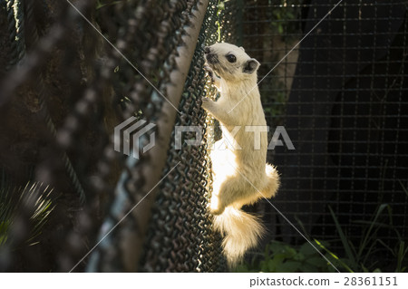 white squirre 28361151