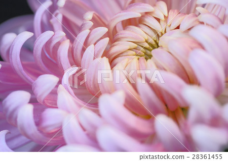 Chrysanthemum   28361455