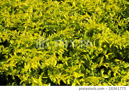 Green Leaves Galore Green Leaves Galore 28361775