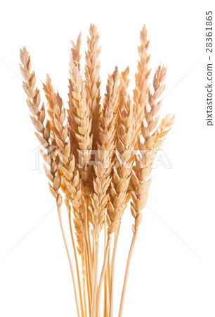 Wheat ears on a white background 28361865