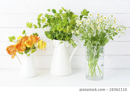 Bupleurum tulip Matrikalia spring flowers 28362110