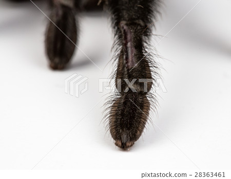 Isolated macro photo of spider's paw 28363461