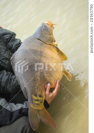 Carp fish just fished close up outdoor 28363780