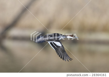 Miko Aisa女飛行 28364161