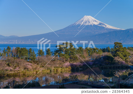 河津櫻花盛開在富士山西伊豆田 28364345