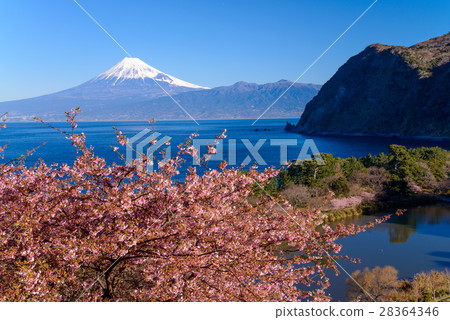 河津櫻花盛開在富士山西伊豆田 28364346