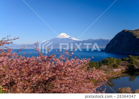河津櫻花盛開在富士山西伊豆田 28364347