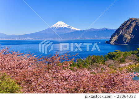 河津櫻花盛開在富士山西伊豆田 28364358