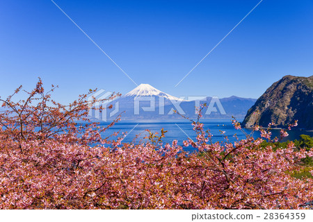 河津櫻花盛開在富士山西伊豆田 28364359