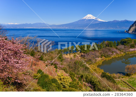 河津櫻花盛開在富士山西伊豆田 28364360
