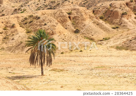 Desert landscape in North Africa 28364425