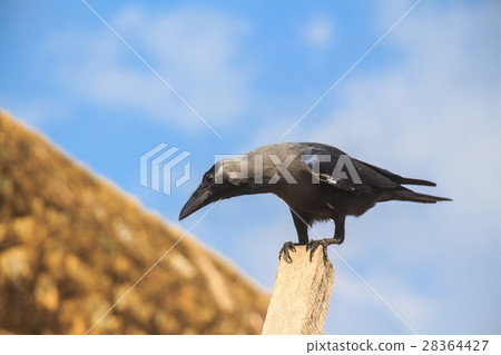 House crow or Corvus splendens protegatus 28364427