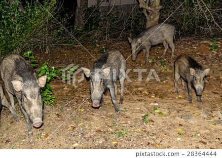 Indian boar or Sus scrofa cristatus Indian boar or Sus scrofa cristatus 28364444