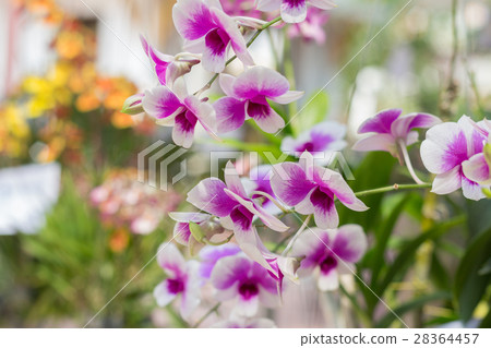 orchid flowers with leaves 28364457