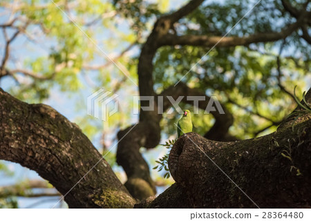 Rose-necked parakeet in Sri Lanka 28364480