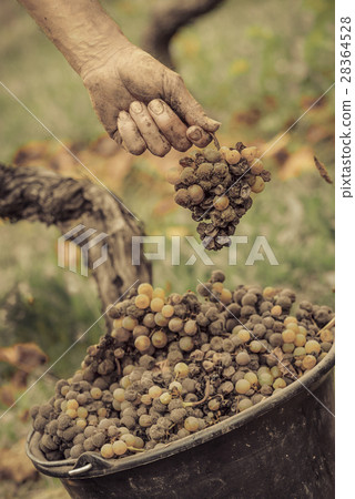 Noble rot wine grape, grapes with mold, Botrytis Noble rot wine grape, grapes with mold, Botrytis 28364528