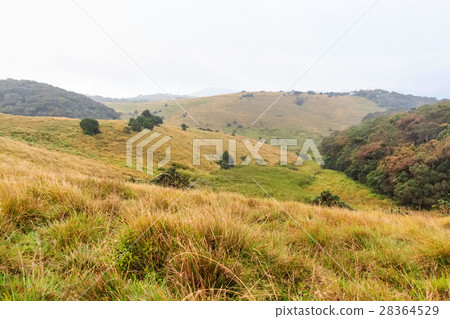 Scenic path in Horton Plains Scenic path in Horton Plains 28364529