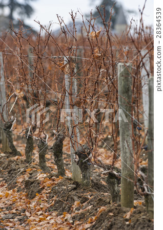 Feet Vineyard at sunset, Bordeaux Wineyard Feet Vineyard at sunset, Bordeaux Wineyard 28364539