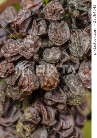 Noble rot wine grape, grapes with mold, Botrytis Noble rot wine grape, grapes with mold, Botrytis 28364542