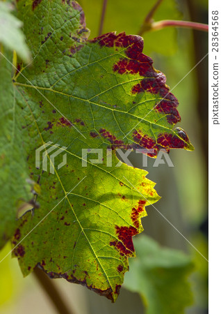 Background image of autumn leaves in vineyard Background image of autumn leaves in vineyard 28364568