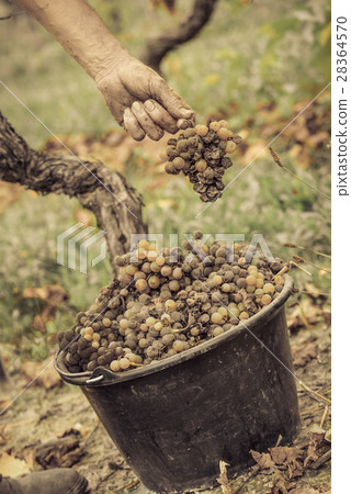 Noble rot wine grape, grapes with mold, Botrytis Noble rot wine grape, grapes with mold, Botrytis 28364570