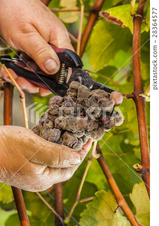 Noble rot wine grape, grapes with mold, Botrytis Noble rot wine grape, grapes with mold, Botrytis 28364577