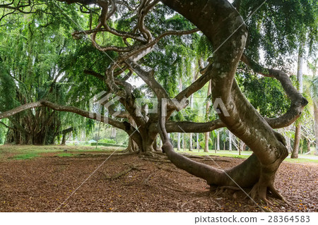 Weeping fig or Ficus benjamina 28364583
